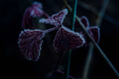 Close-up of frost on plant