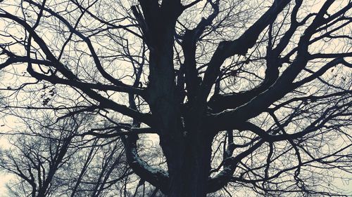 Low angle view of tree against sky