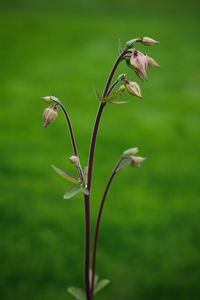 Close-up of wilted flower plant