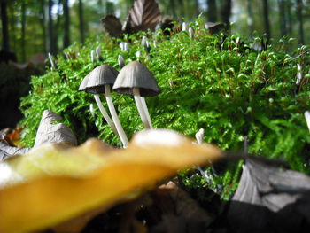 Close-up of plant against trees