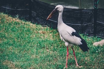 Bird perching on a field