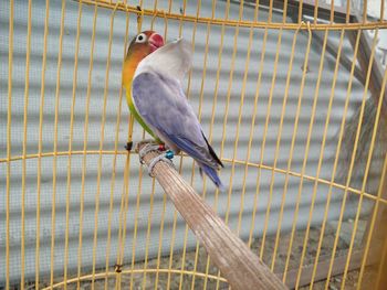 Close-up of bird perching in cage