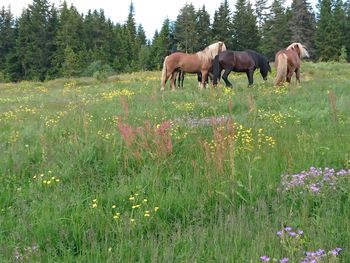 Cows grazing on field