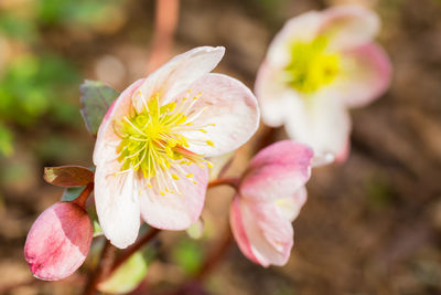 Close-up of flowers