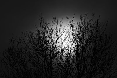 Low angle view of bare trees against sky