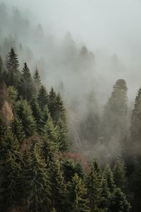 Pine trees in forest during foggy weather