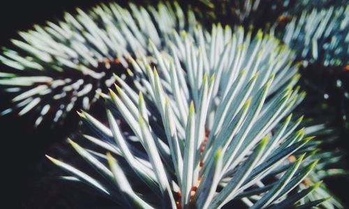 Close-up of flowers