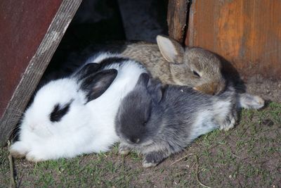 Close-up of rabbits sleeping on field