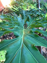 Close-up of fresh green plant