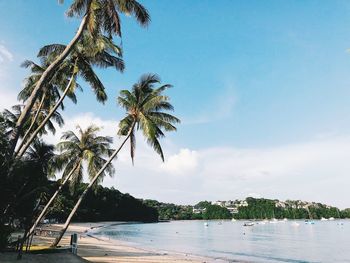 Palm trees on beach against sky