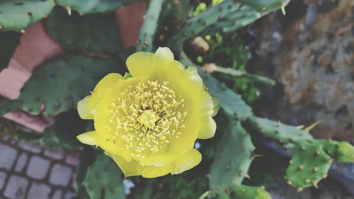 Close-up of yellow flowering plant