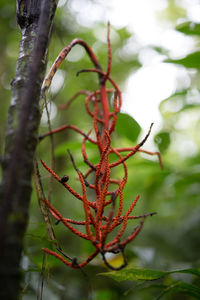 Close-up of plant against blurred background