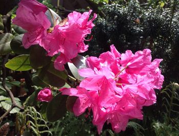 Close-up of pink flower