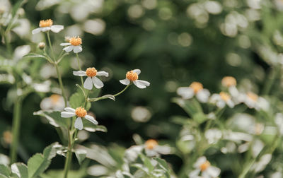 Close-up of white flowering plants