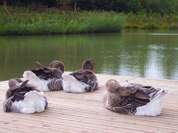 Ducks resting in a lake