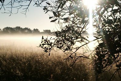 Scenic view of grassy field against sky