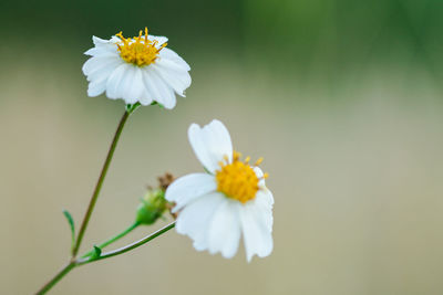 Close-up of white flowering plant