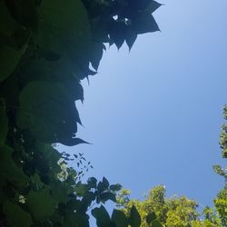 Low angle view of tree against clear blue sky