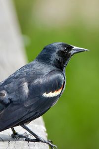 Close-up of a bird