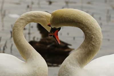 Close-up of swan