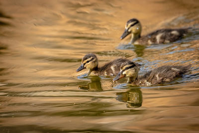 Young ducks swimming in lake