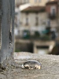 Close-up of wedding rings on tree trunk