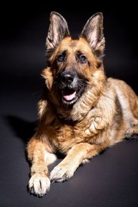 Close-up portrait of dog against black background