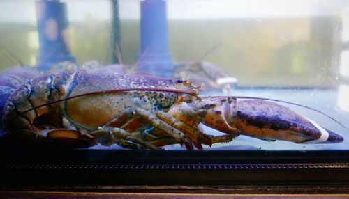 Close-up of crab in water