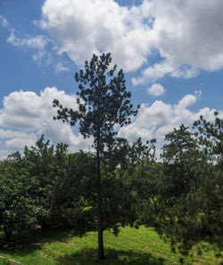 Trees on field against sky