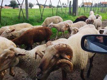 Sheep in a field