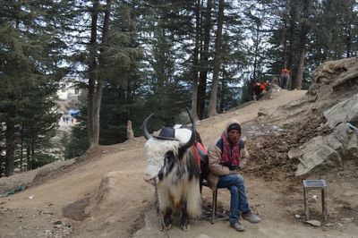 Man sitting on a horse cart