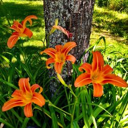 Close-up of orange flowers blooming outdoors