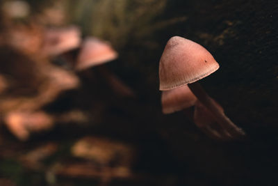 Close-up of mushroom growing on field, mycena haematopus - blood fungus