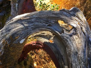 Close-up of tree trunk