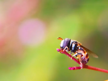 Close-up of insect pollinating on purple flower