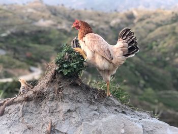 Close-up of a bird flying over rock