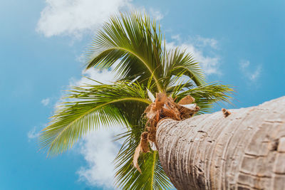 Low angle view of palm tree against blue sky.