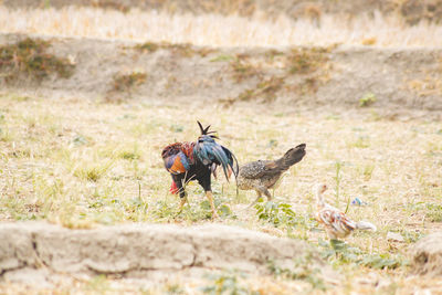 Horse running on grass