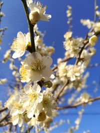 Close-up of apple blossoms in spring