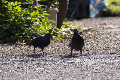 Two birds perching on street