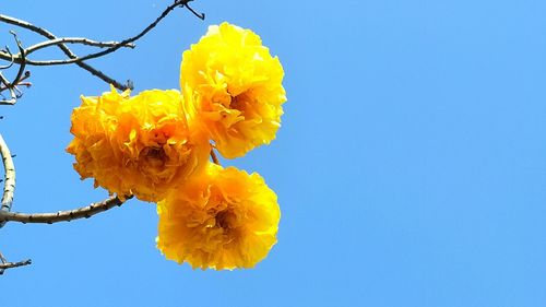 Close-up of yellow flower against clear blue sky