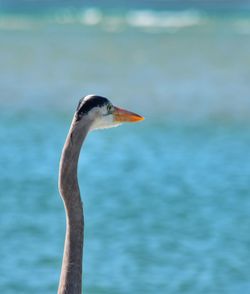 Close-up of a bird