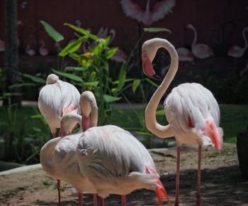 View of flamingo birds on land