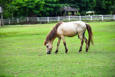 Horse grazing in field