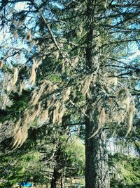 Low angle view of trees in forest