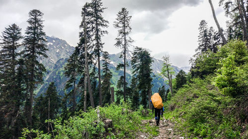 Rear view of man walking amidst trees in forest against sky