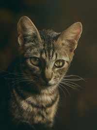 Close-up portrait of tabby cat