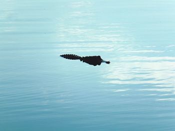 Bird swimming in lake