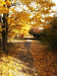 Trees in park during autumn