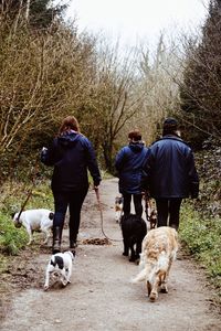 Rear view of dog walking on footpath